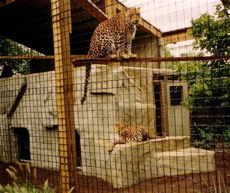 metal animal enclosures|animal enclosure meaning.